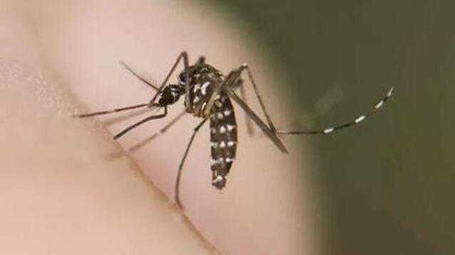  面对虫媒威胁的焦虑：从管理升级看科学守护指南 健康养生