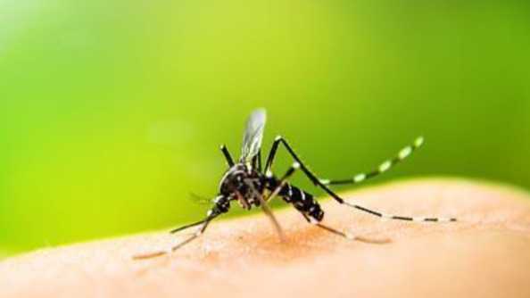  面对虫媒威胁的焦虑：从管理升级看科学守护指南 健康养生